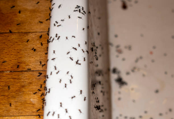 Best Pest Control Near Me  in Hazelwood, MO
